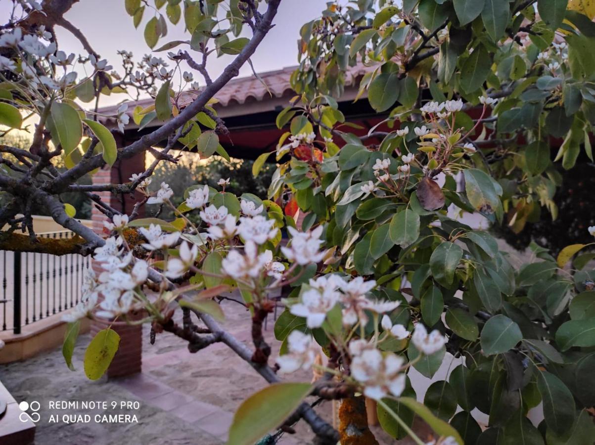 Los Abuelos Setenil De Las Bodegas Exterior foto